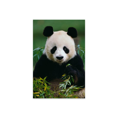Latitude Run® Hanskarl Giant Panda Eating Bamboo, China by Gerry Ellis ...