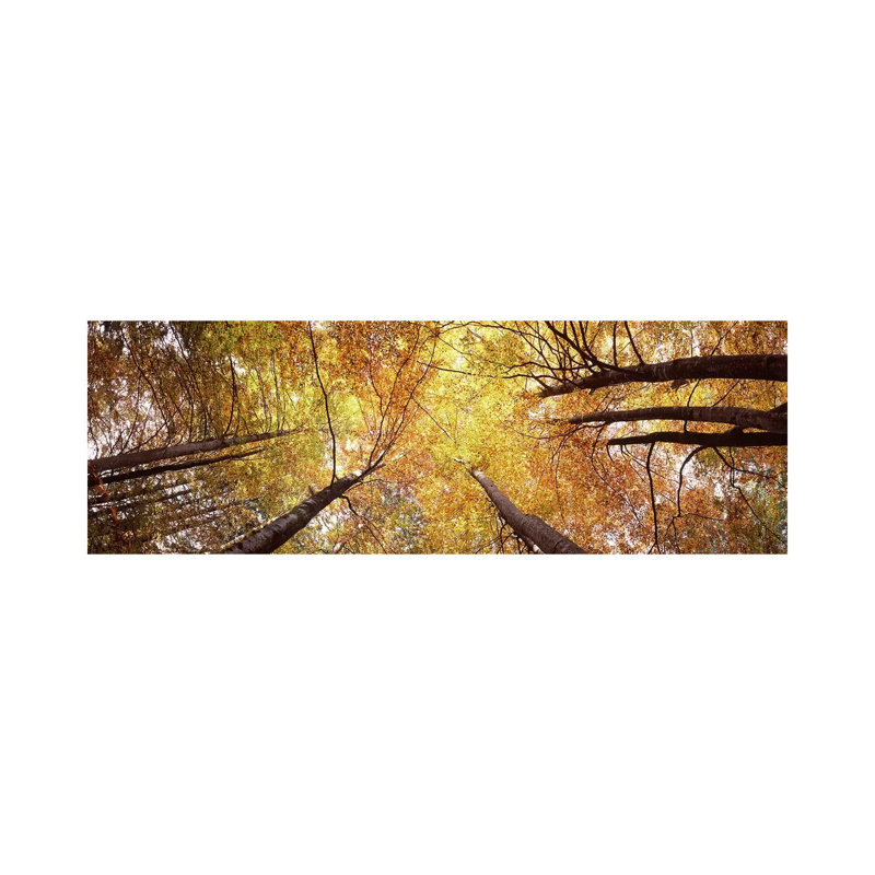 Low Angle View Of Trees, Bavaria, Germany - Wrapped Canvas Panoramic Print, 30.48 cm H x 91.44 cm W x 1.91 cm D