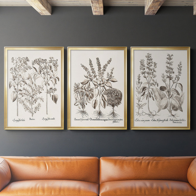 Toile encadrée de qualité supérieure sépia Besler Botanicals I - prête à être accrochée, Cadre doré