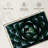 Harnek Queen Victoria Agave-107524118
