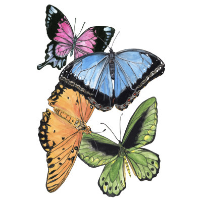 Échantillons de papillons III