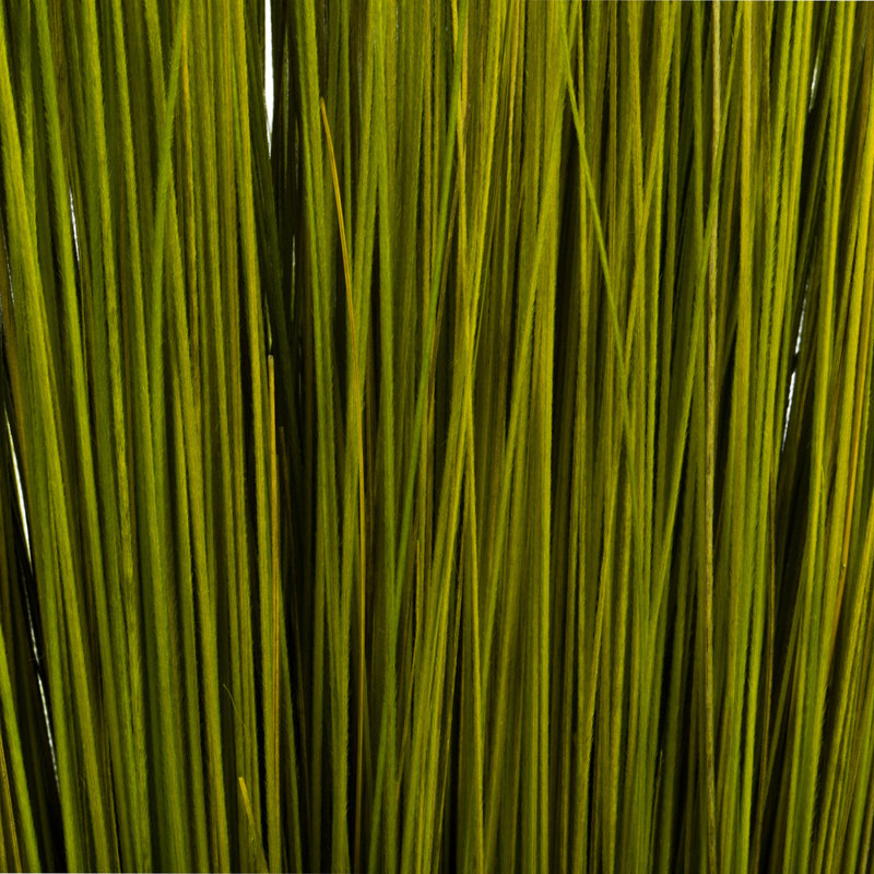Faux Bright Grass Grass Plant Preserved