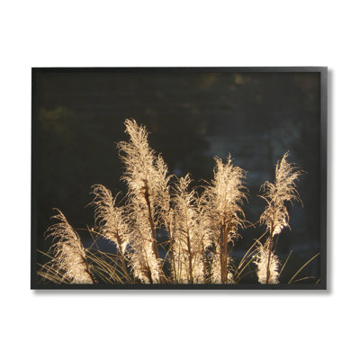 Stupell Industries Moonlit Pampas Grass Rural Reeds Plant Botanicals By Gail Peck - Floater Frame Photograph On Canvas In Midnight Black Framed Giclee