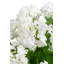 Cosima RealTouch Snowball Hydrangea Arrangement