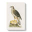Goshawk by Von Wright - Wrapped Canvas-55312203