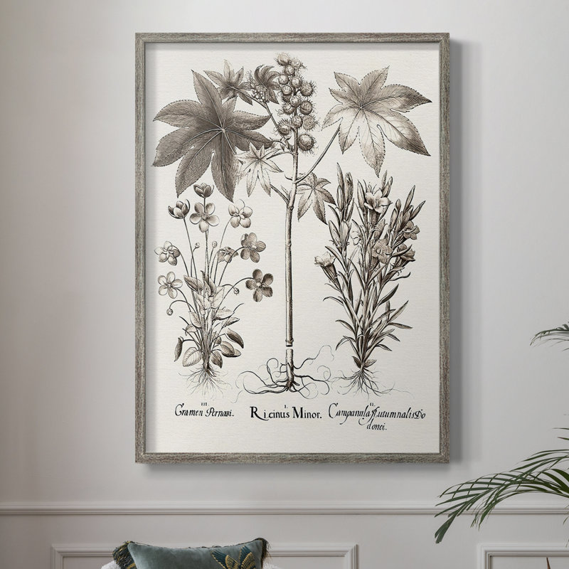 Sépia Besler Botanicals VI, reproduction encadrée - bois massif, H 11 po x l 9 po