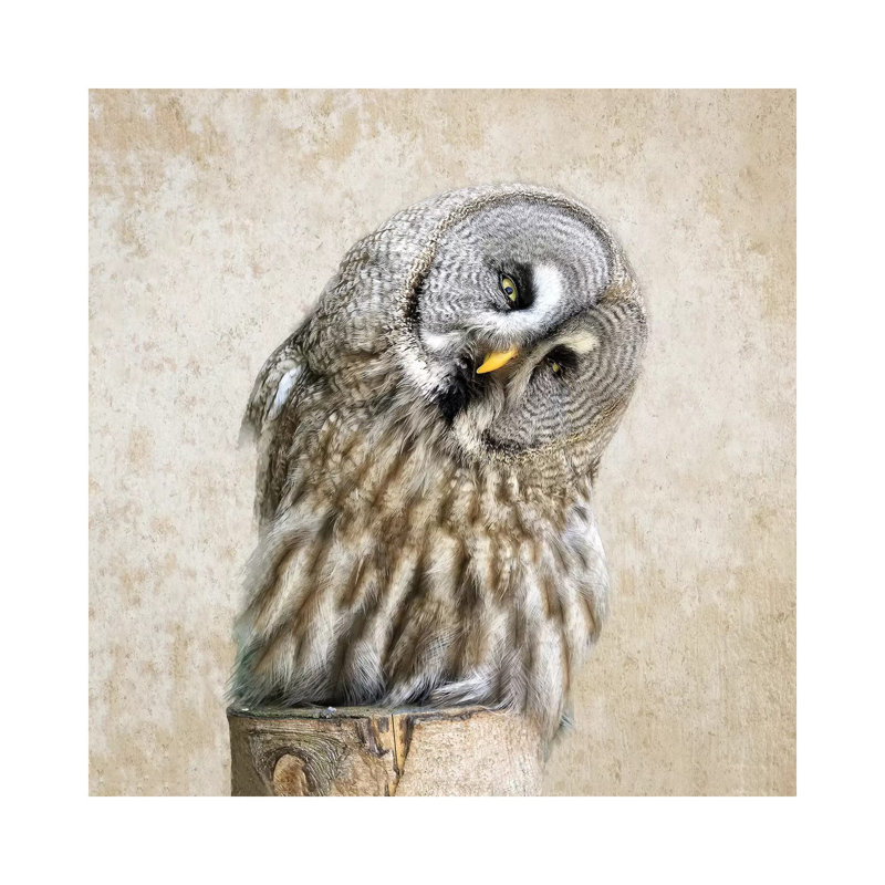 Barred Owl - Wrapped Canvas Print, 93.98cm H x 93.98cm W