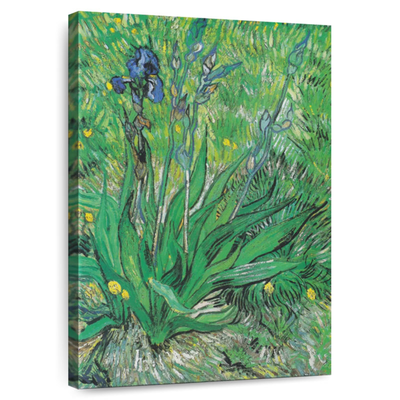 Harnek Iris 1889 II, 48" H x 32" W