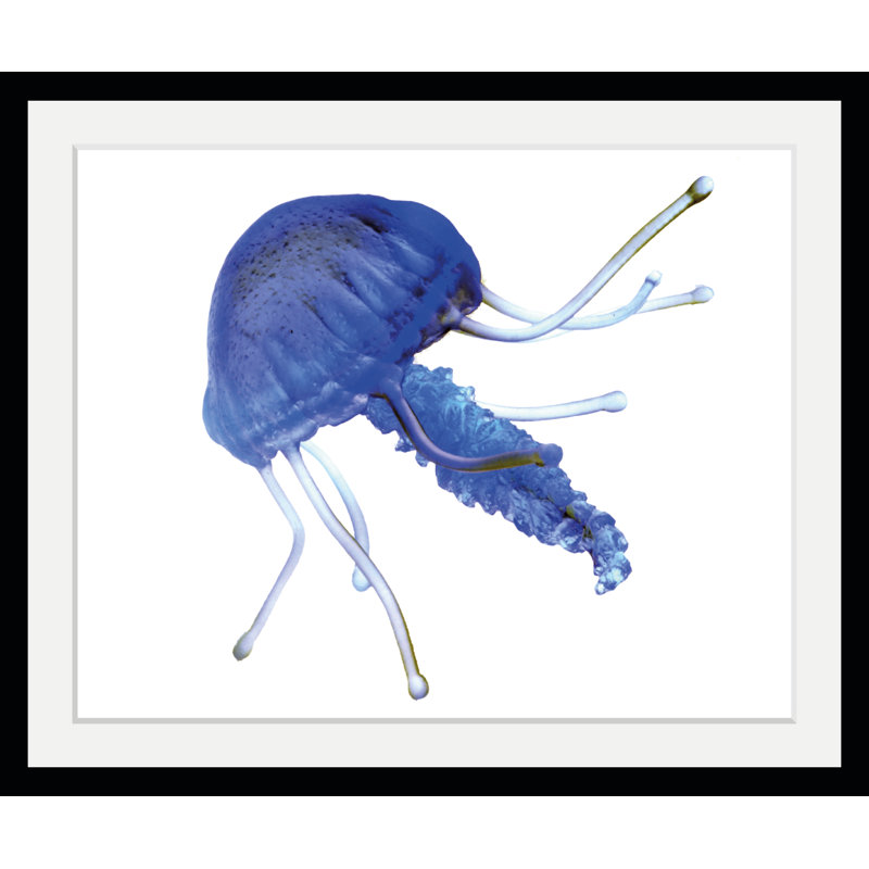 Jellyfish - Single Picture Frame Print