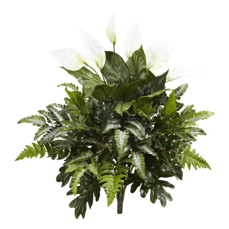 Plante à feuillage de bureau mixte Spathiphyllum