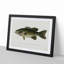 Small-Mouthed Black Bass by Sherman F. Denton - Picture Frame Painting Print-55618647-55618648