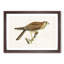 Common Kestrel by Von Wright - Picture Frame Painting Print-55510308-55510305