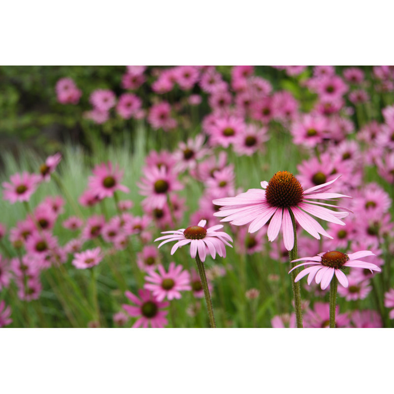 Echinacea 182159582, 30cm H x 46cm W