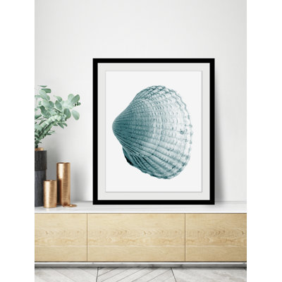 Shell - Single Picture Frame Print