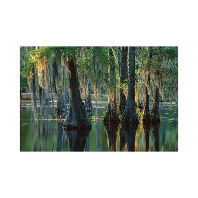 Bald Cypress Swamp, Sam Houston Jones State Park, Louisiana by Tim Fitzharris - Wrapped Canvas Print