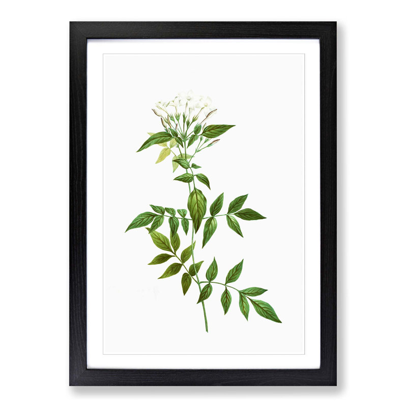 Jasmine Flowers by Pierre-Joseph Redoute - Picture Frame Graphic Art Print, Black Framed, 36cm H x 27cm W x 2cm D