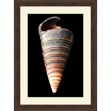 Large Shell 6 Print