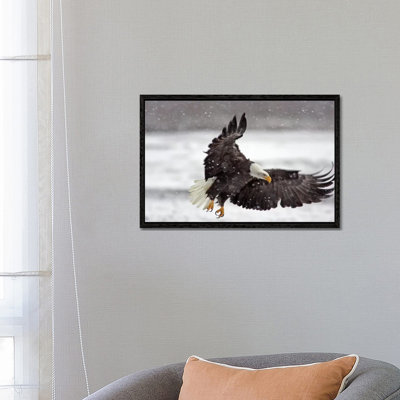 Bald Eagle Soaring In A Snow Storm, Alaska Chilkat Bald Eagle Preserve, Alaska, USA by Cathy & Gordon Illg - Wrapped Canvas Print