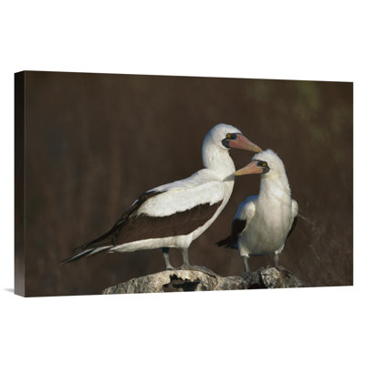 " Nazca Booby Pair At Nest Site, Galapagos Islands, Ecuador "