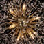 12-Light Crystal Dandelion Starburst Sputnik Chandelier