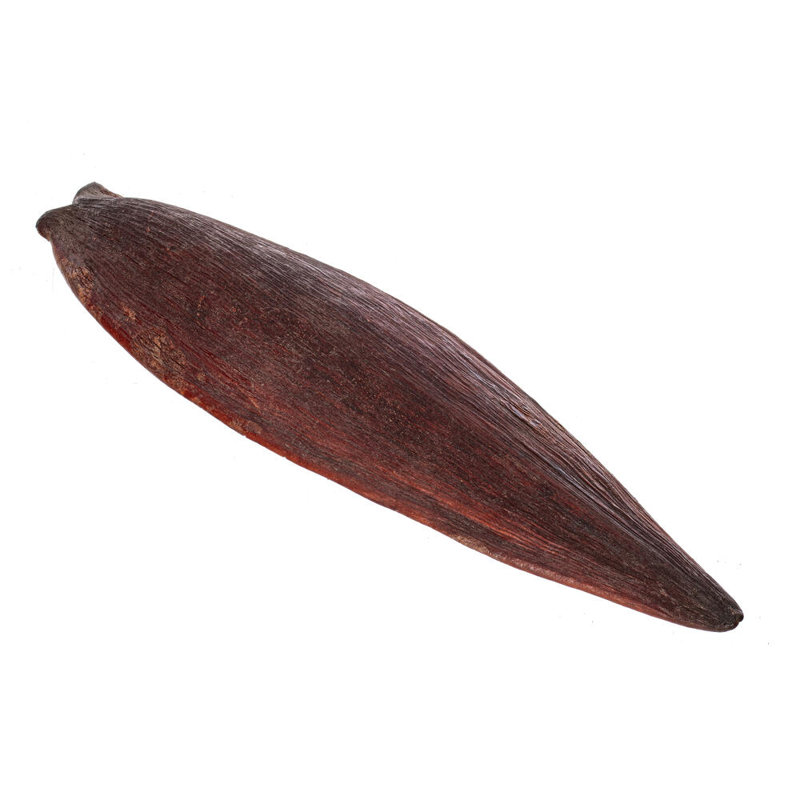 Dosette naturelle Canoinha de 1 po à 2 po Dakota Fields, 24 par sac. Ceci est un produit naturel, les dimensions et la couleur peuvent varier d'une plante à l'autre.