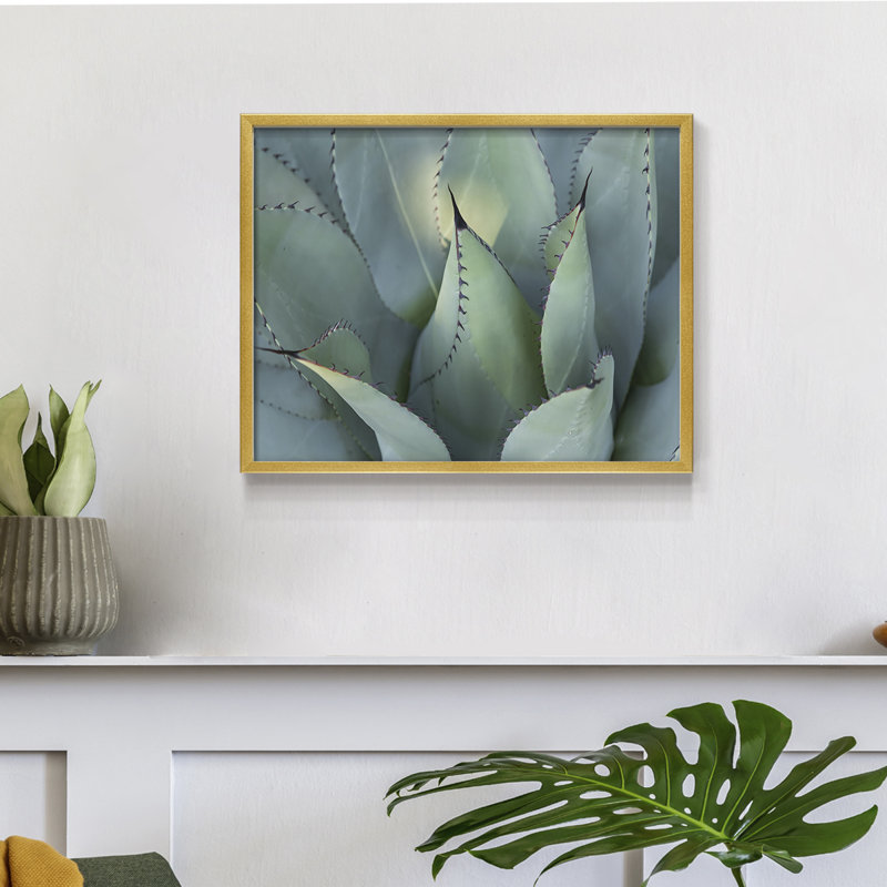 Agave bleu I - reproduction encadrée - réarmable
