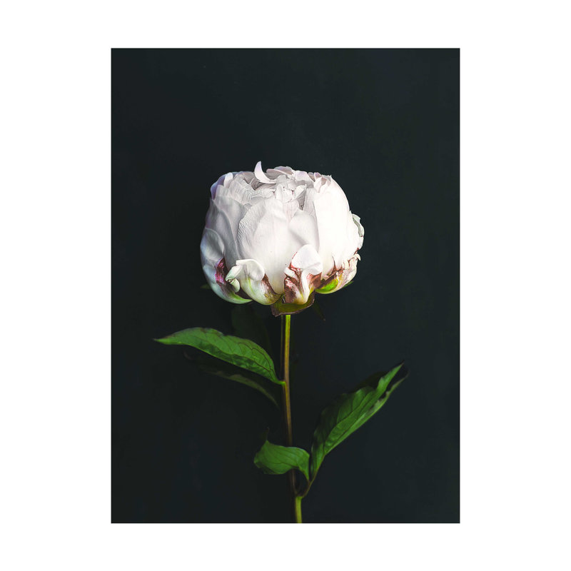 " Flower On Black ", 40" H x 30" W  