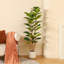 Adcock  Artificial Fiddle Leaf Fig Tree with Realistic Leaves and Natural Trunk, Potted Tree-1894643564