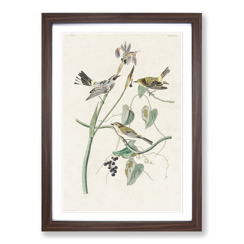 Yellow-Crown Warbler Birds by John James Audubon - Picture Frame Art Print, 36cm H x 27cm W x 2cm D, Walnut Framed