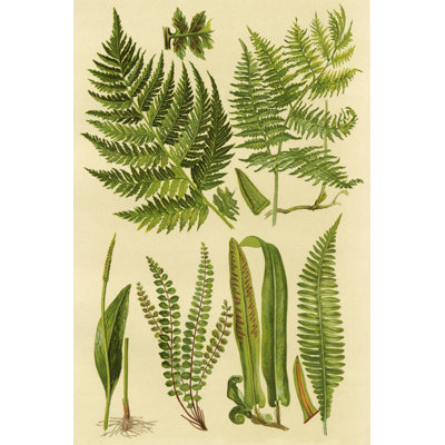 Collection Fern I