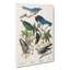Magpie, Crow & Jay Birds by John James Audubon - Wrapped Canvas-55365139