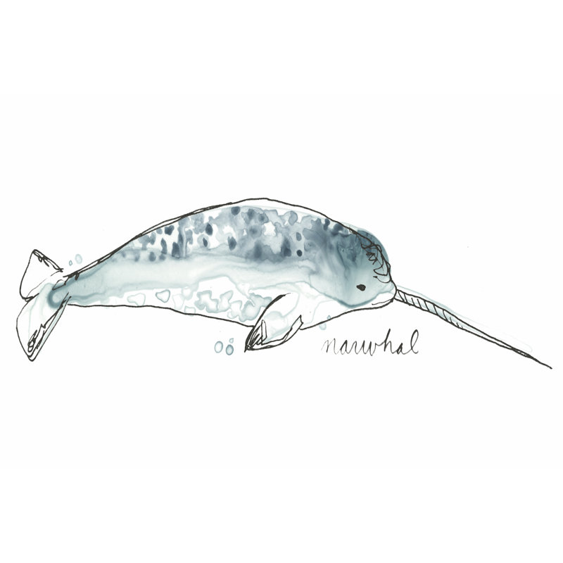 Cetacea Narwhal by June Erica Vess - Wrapped Canvas Art Prints, 20cm H x 30cm W x 3.8cm D