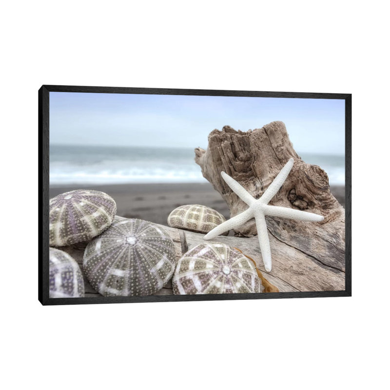 Crescent Beach Shells V by Alan Blaustein - Floater Frame Print on Canvas, 66.04 cm H x 45.72 cm W, Black Framed
