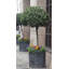Herrod Fiberglass Planter-48477814