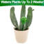 Globes de cactus pour arrosage des plantes Aqua Glass 