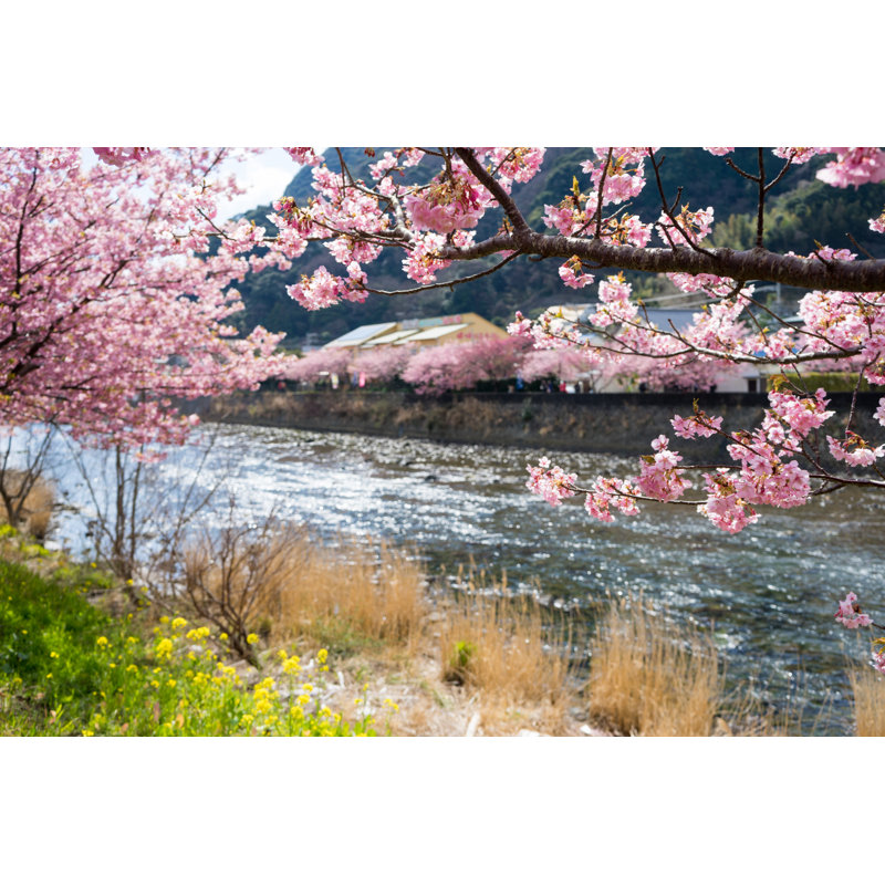 Kawazu Cherry Blossoms; Kawazu Cherry Blossoms - Wrapped Canvas Print, 81cm H x 122cm W x 3.8cm D