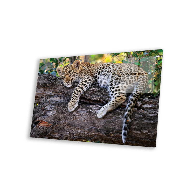 Léopard au repos dans un arbre, Botswana par Sergueï Gorshkiv