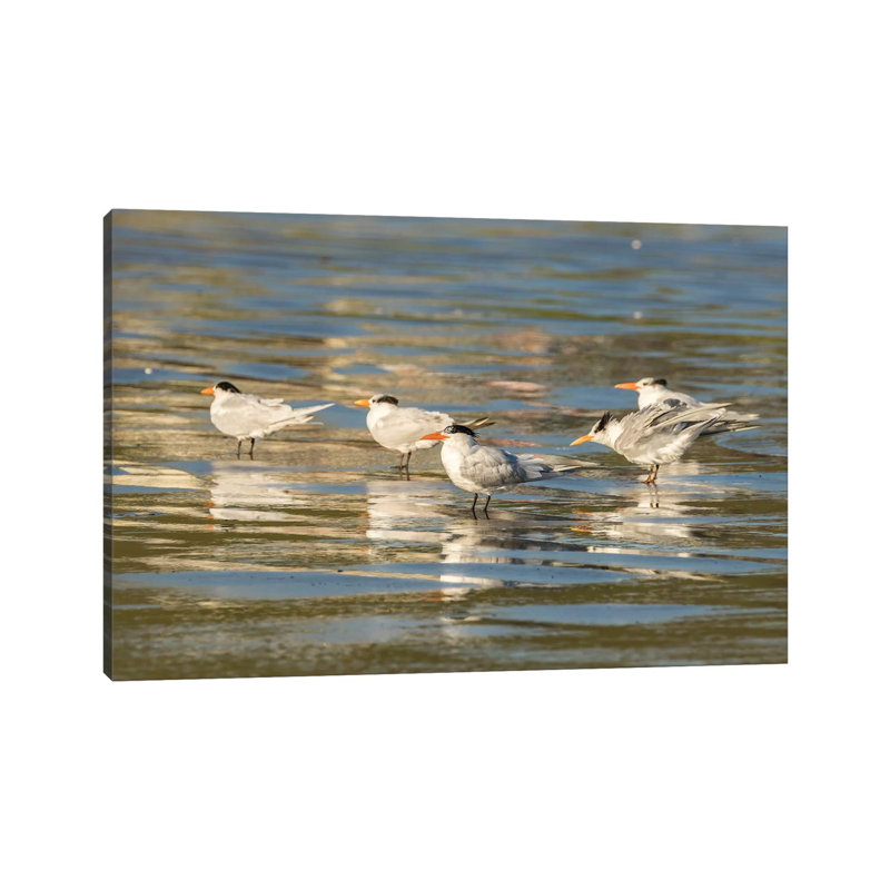 Usa, California, San Luis Obispo County. Royal Terns Reflect In Shore Water. by Jaynes Gallery - Wrapped Canvas Gallery-Wrapped Canvas Giclée