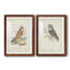 Hawk Owl Premium encadré mat - prêt à être accroché-1071751104-1071751105