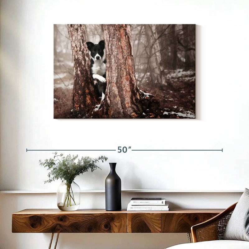Border collie Brampt, H 24 po x l 36 po