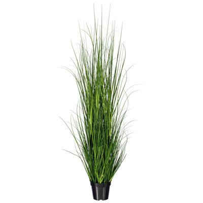 Potted Green Lemongrass.