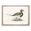 Male Long-Tailed Duck by Von Wright - Framed Print-55576792-55576793