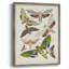 Antique Moths II, reproduction encadrée - bois massif-1469723306