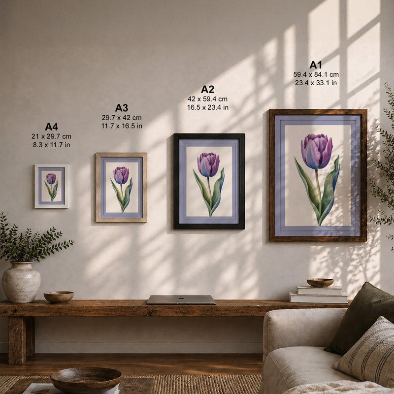 Purple Tulip Study Botanical - Framed Print, A4 - 29.7 x 21.0 cm, White