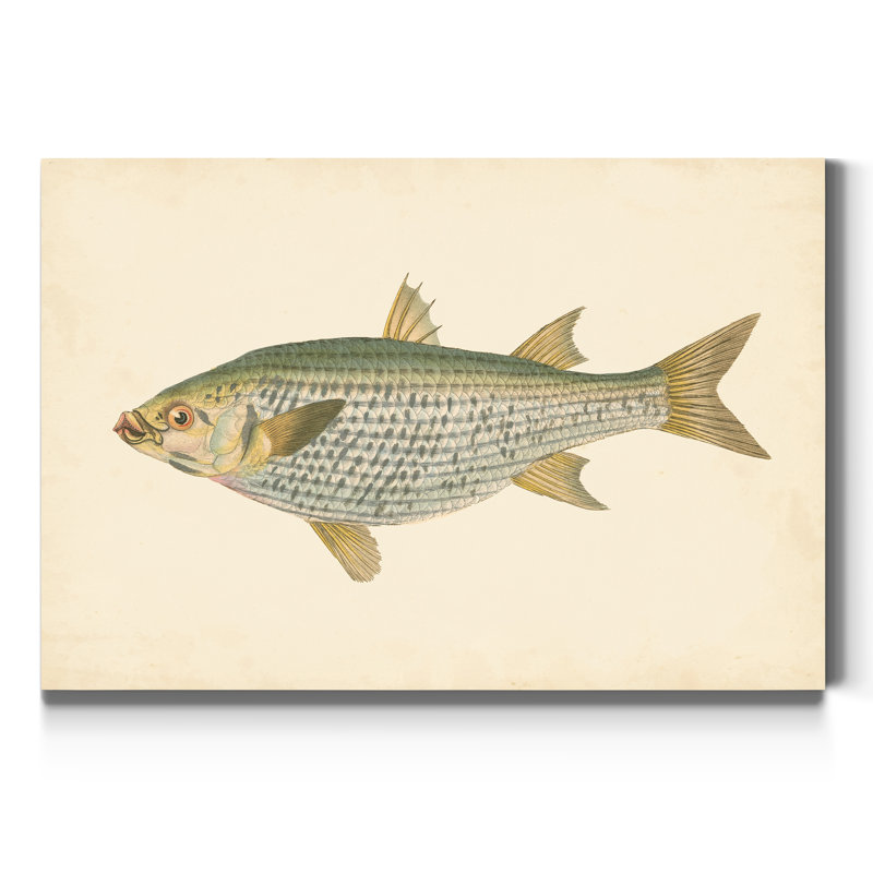 " Donovan Antique Fish IV ", 27" H x 18" W x 1" D