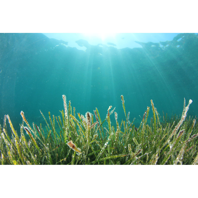 Seagrass by Richcarey - Wrapped Canvas Print, 30cm H x 46cm W