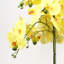 Plant-88685042-88685043