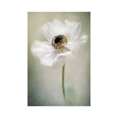 Single White - Wrapped Canvas Print