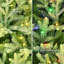 7.5' Pre-lit Miracle Shape Alberta Spruce Artificial Christmas Tree