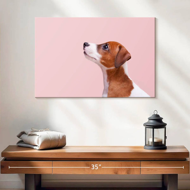 Jack Russel Brampt, H 16 po x l 24 po